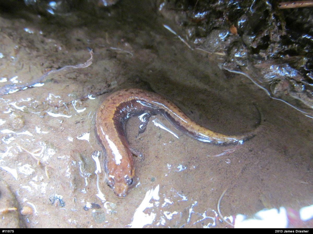 Allegheny Mountain Dusky Salamander