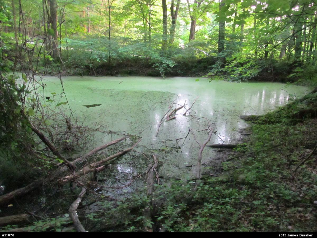 Green Frog