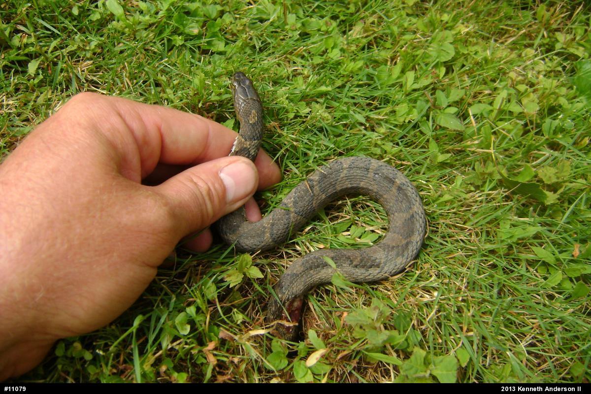 Northern Watersnake