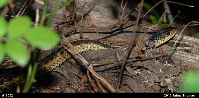 Eastern Gartersnake