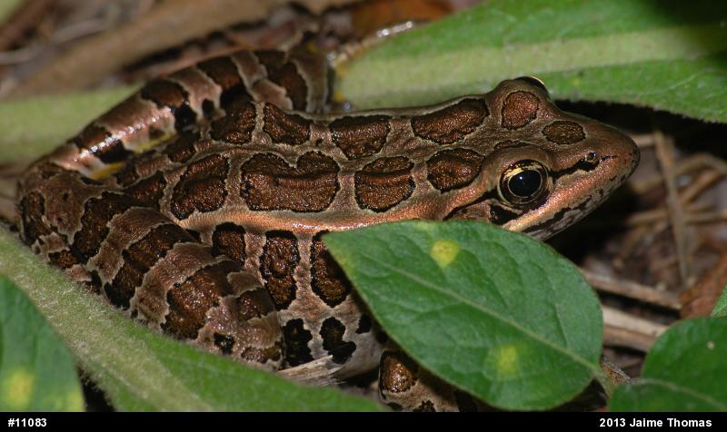 Pickerel Frog
