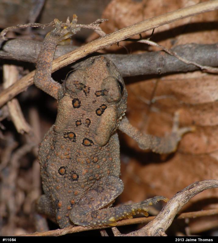 Eastern American Toad