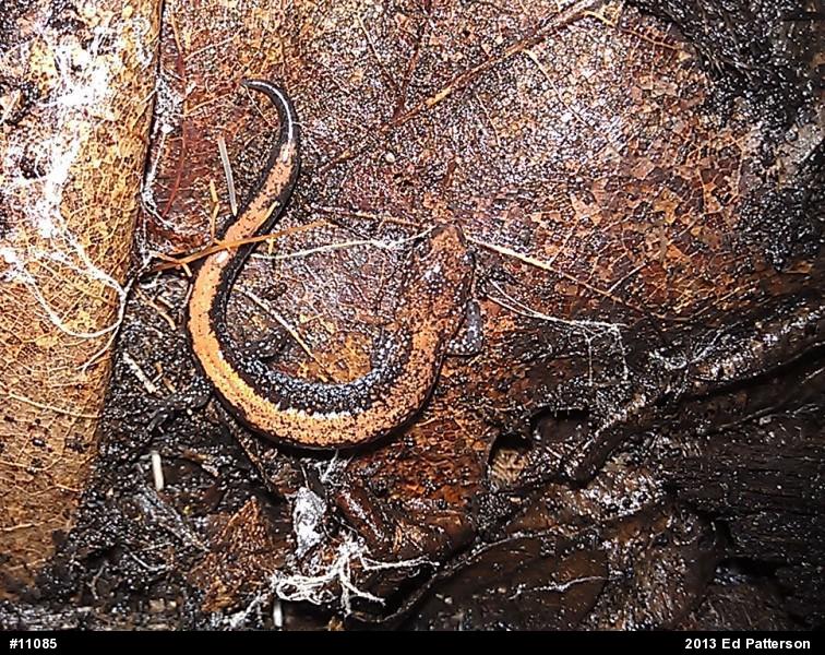 Eastern Red-backed  Salamander
