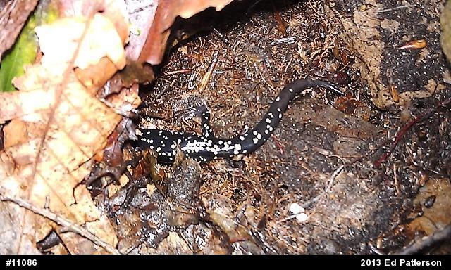 Northern Slimy Salamander