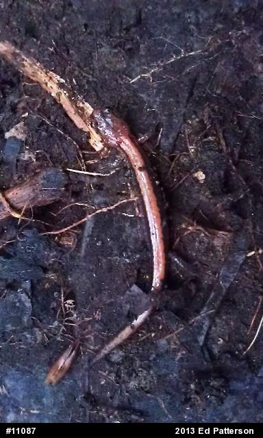 Eastern Red-backed  Salamander