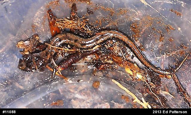 Allegheny Mountain Dusky Salamander