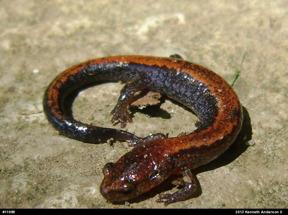 Eastern Red-backed  Salamander