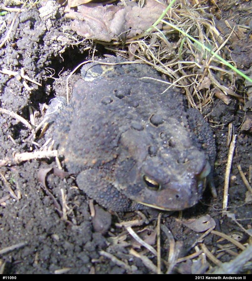 Eastern American Toad
