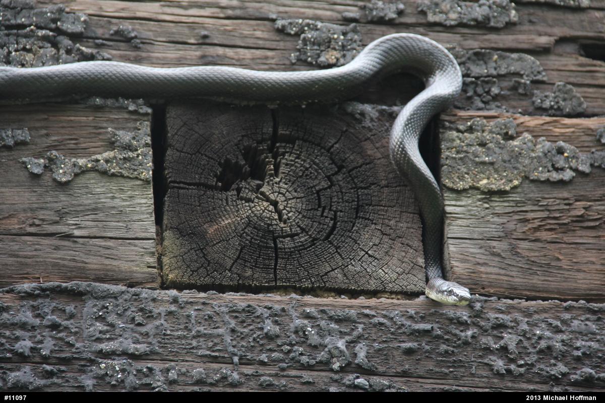 Eastern Ratsnake