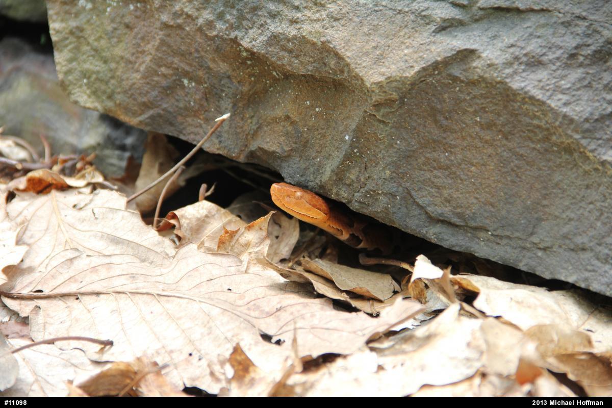 Northern Copperhead