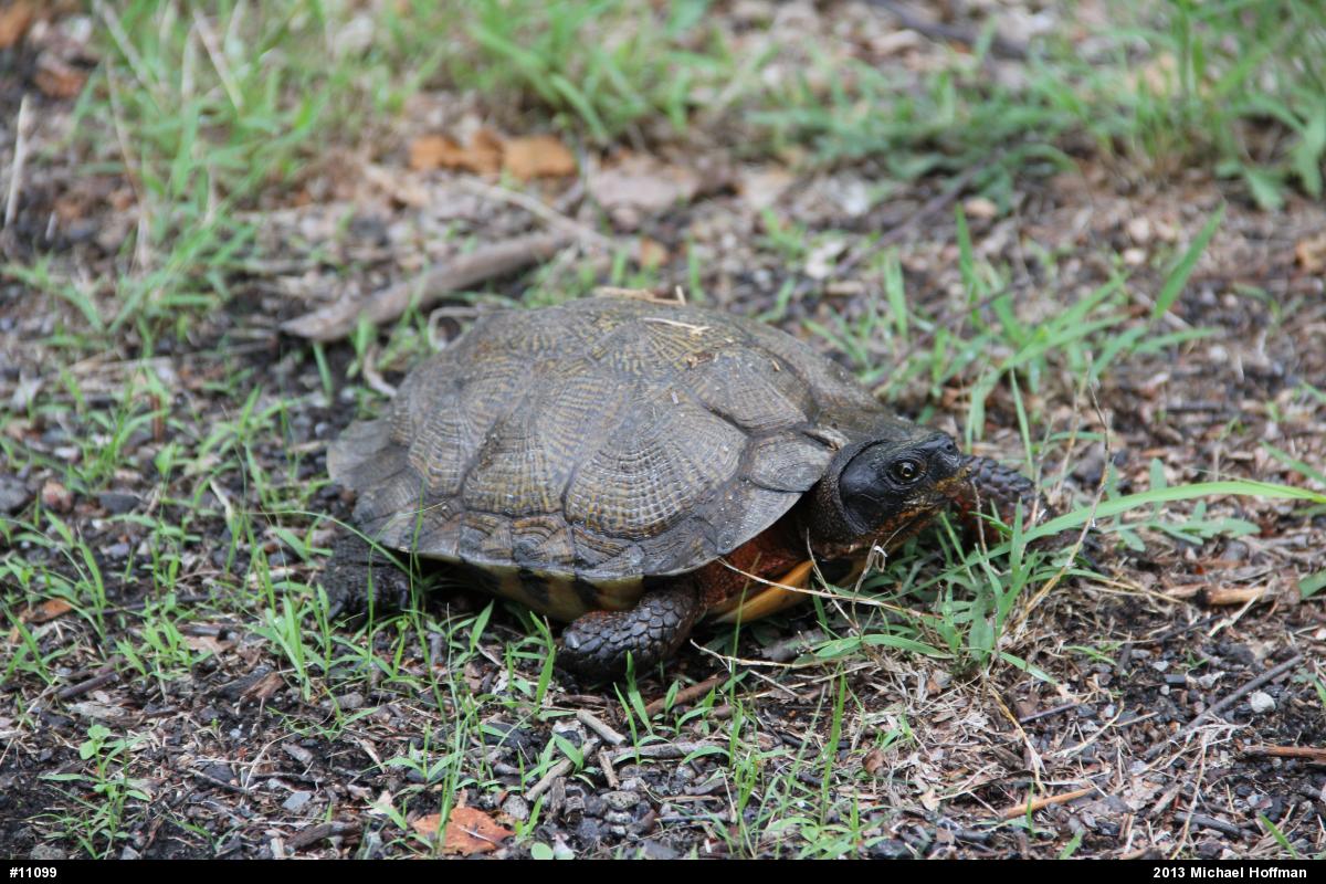 Wood Turtle