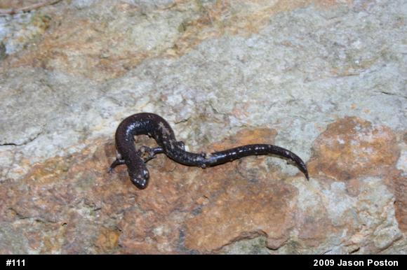 Northern Ravine Salamander