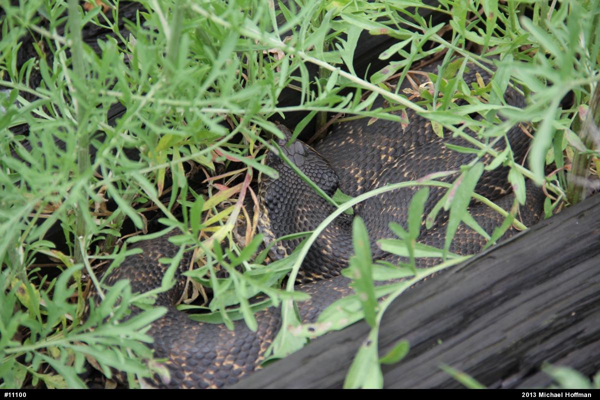 Eastern Hog-nosed Snake
