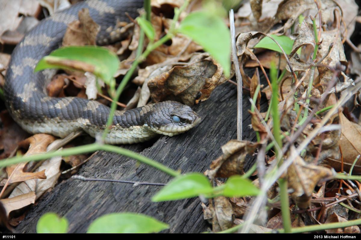 Eastern Hog-nosed Snake