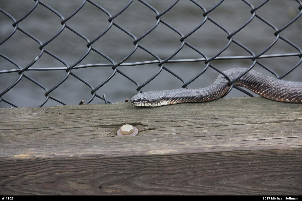 Eastern Ratsnake