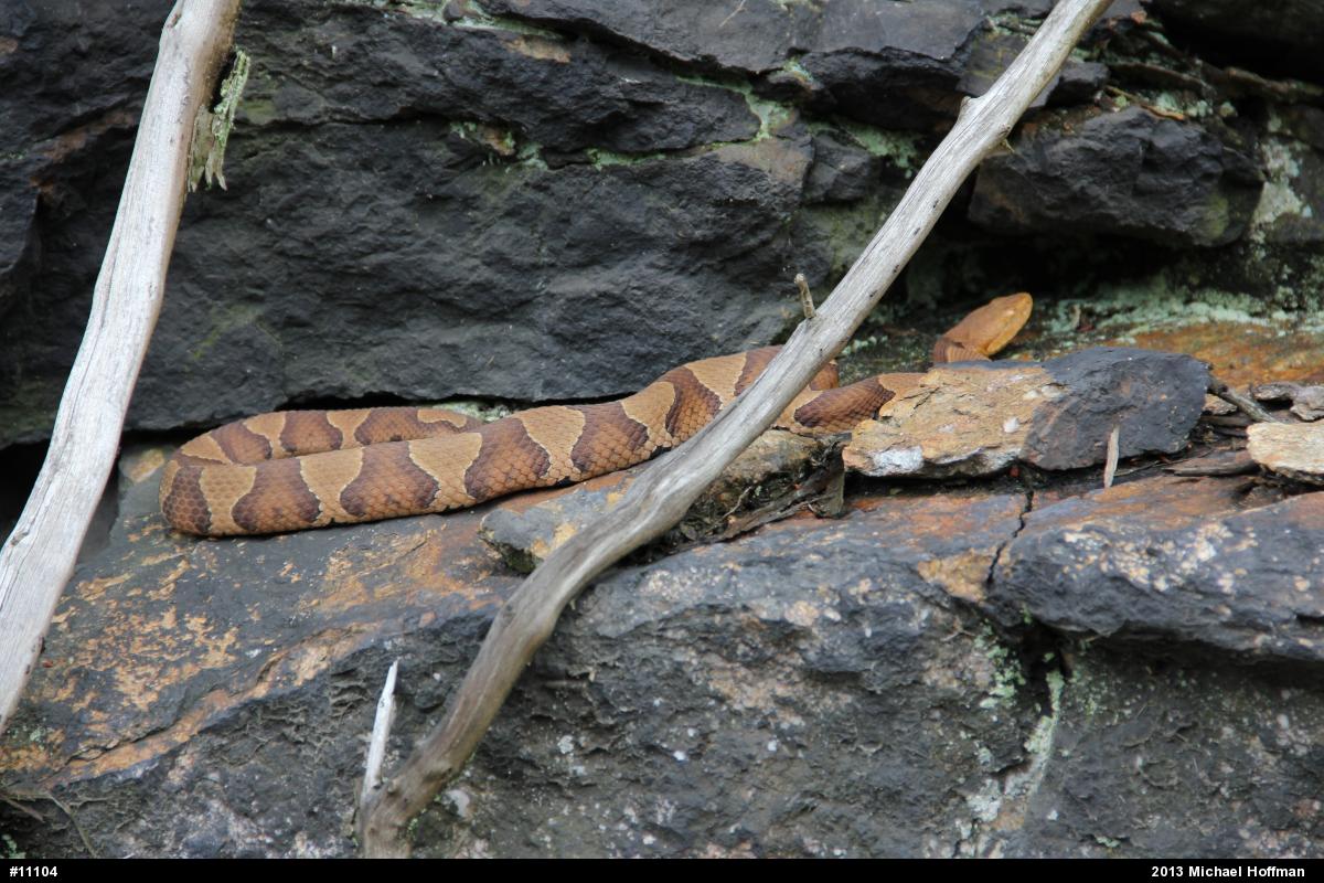 Northern Copperhead