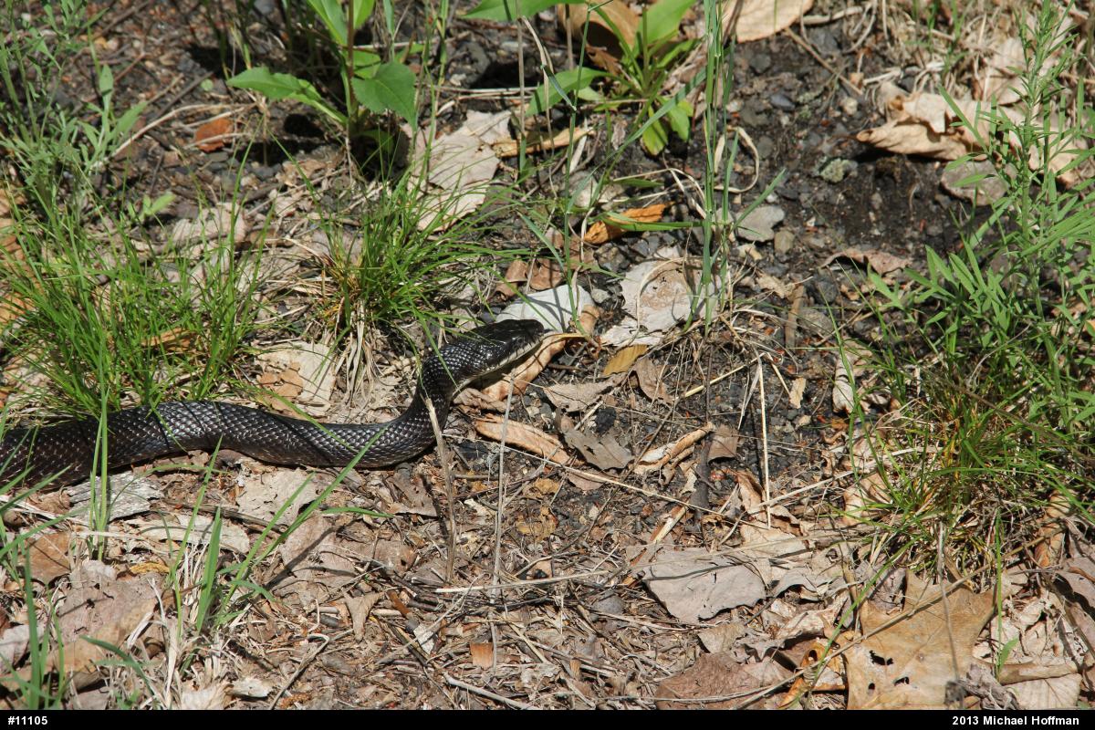 Eastern Ratsnake