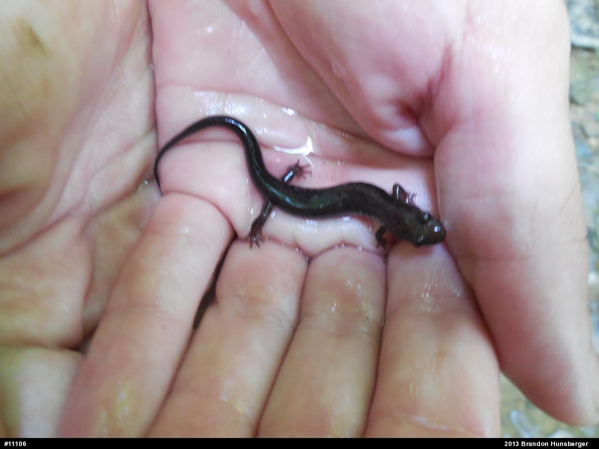 Allegheny Mountain Dusky Salamander