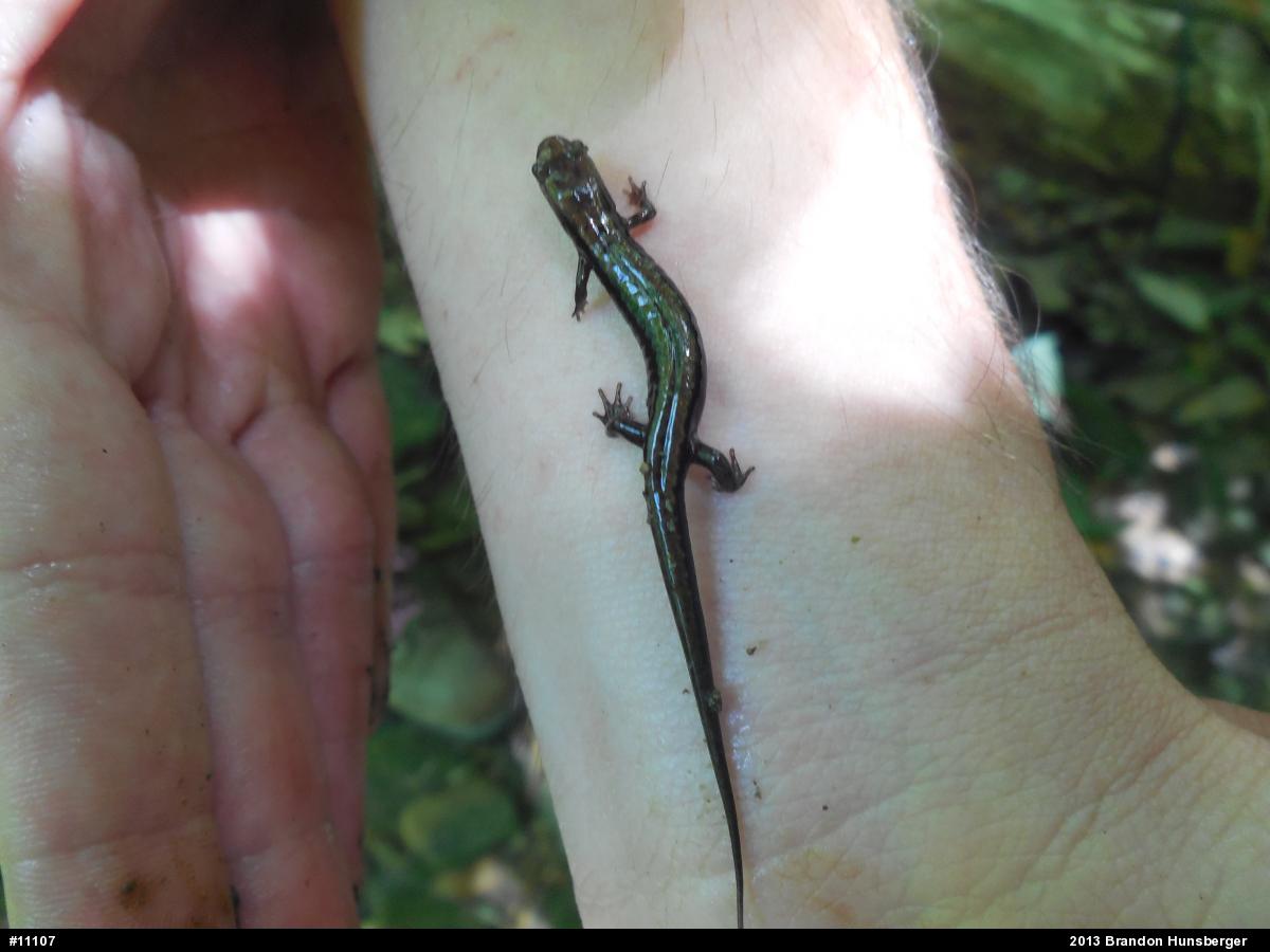 Allegheny Mountain Dusky Salamander