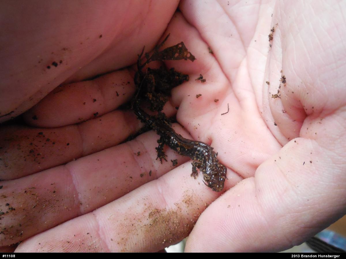 Allegheny Mountain Dusky Salamander