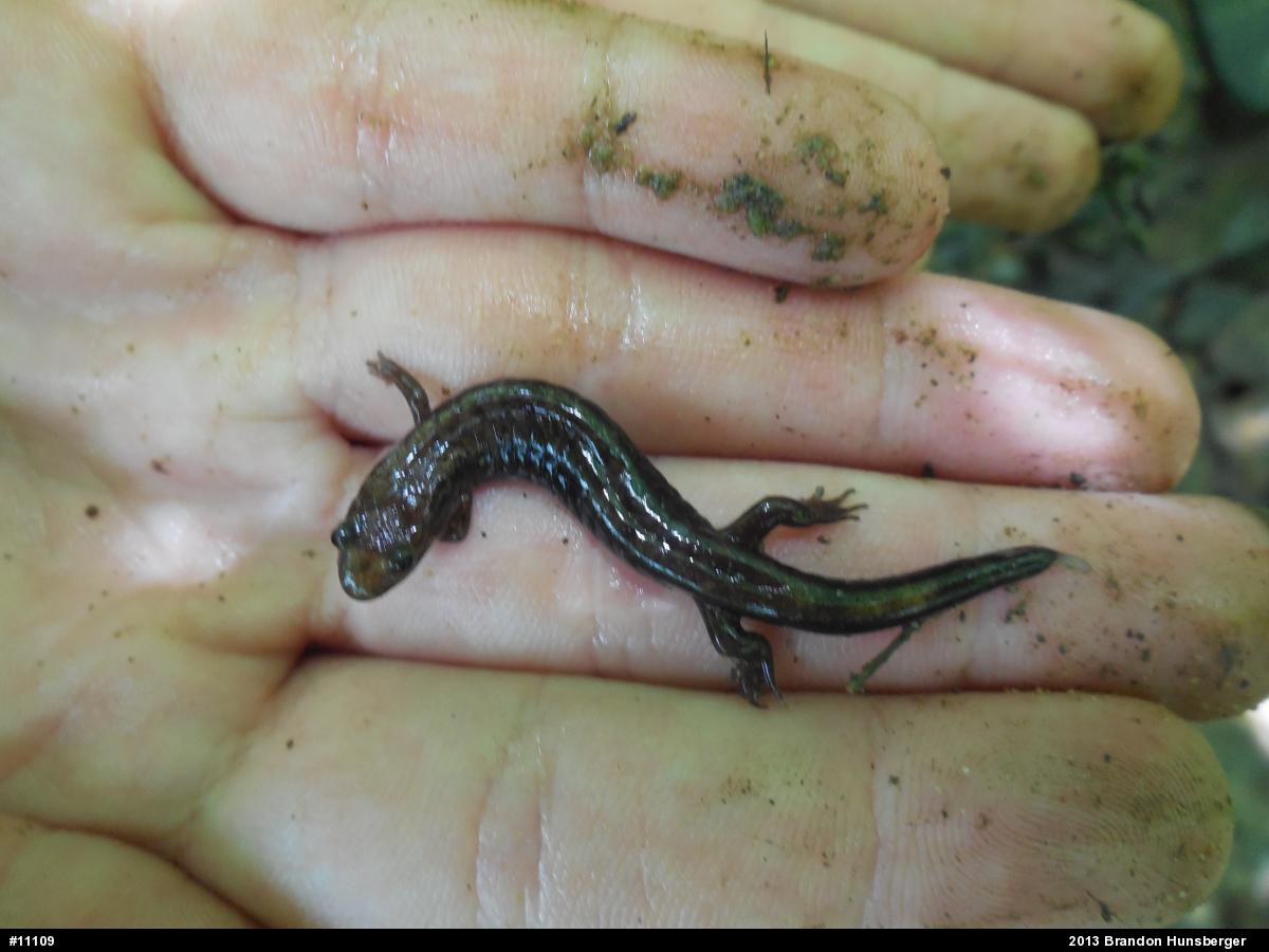 Allegheny Mountain Dusky Salamander