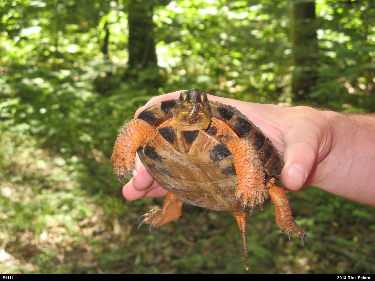 Wood Turtle