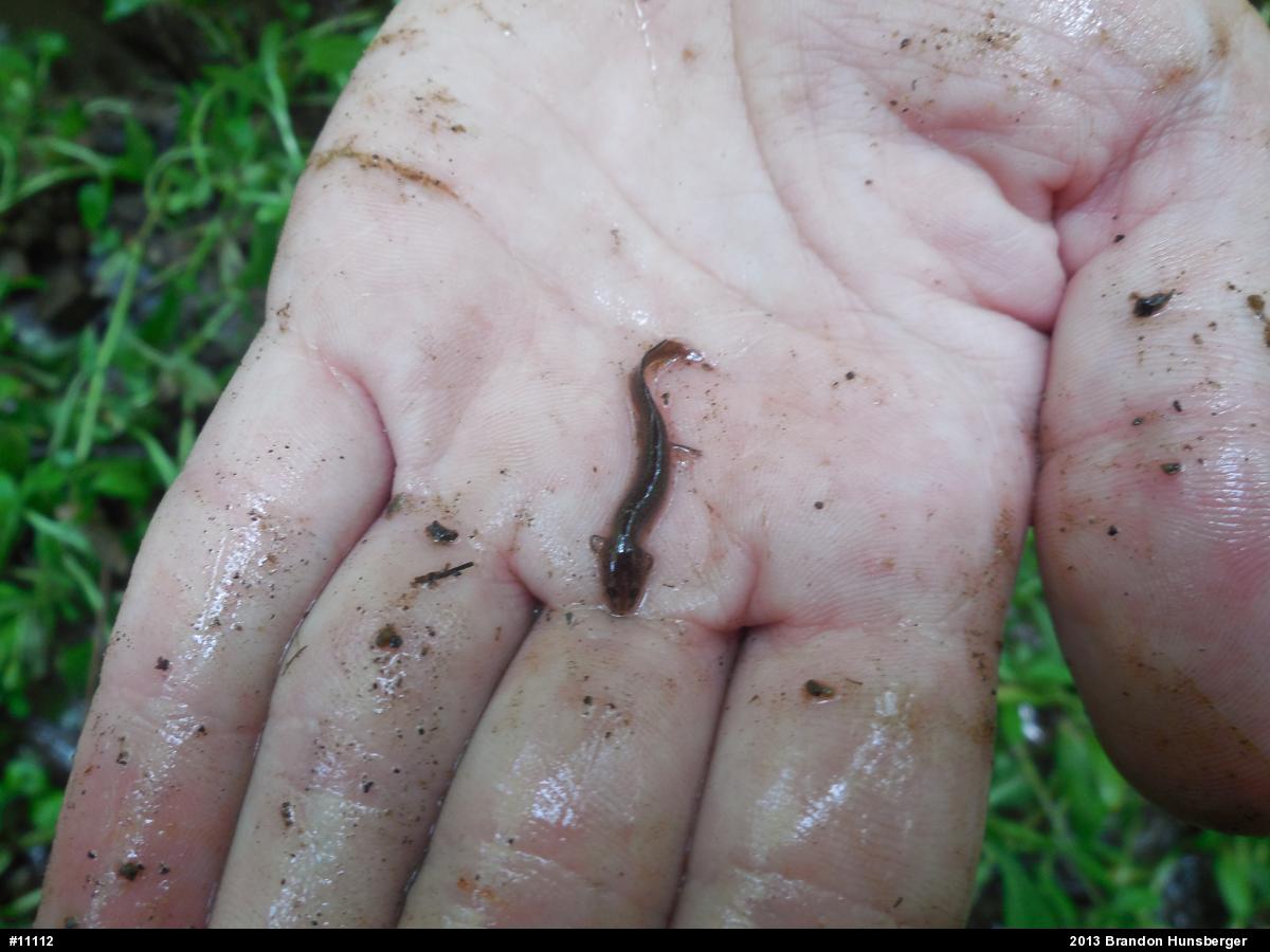 Allegheny Mountain Dusky Salamander