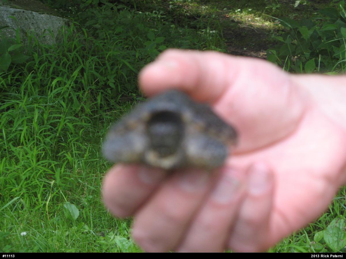 Snapping Turtle
