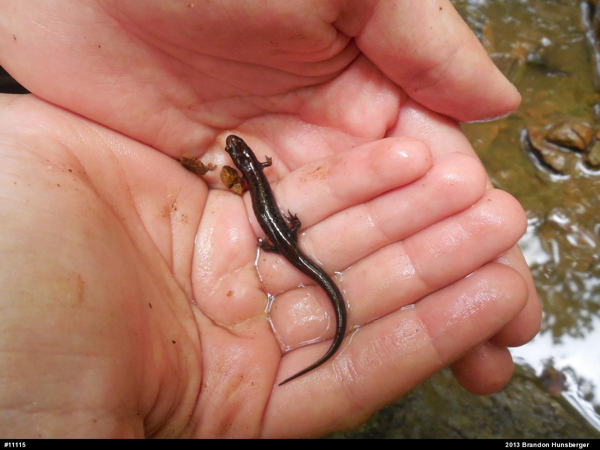 Allegheny Mountain Dusky Salamander
