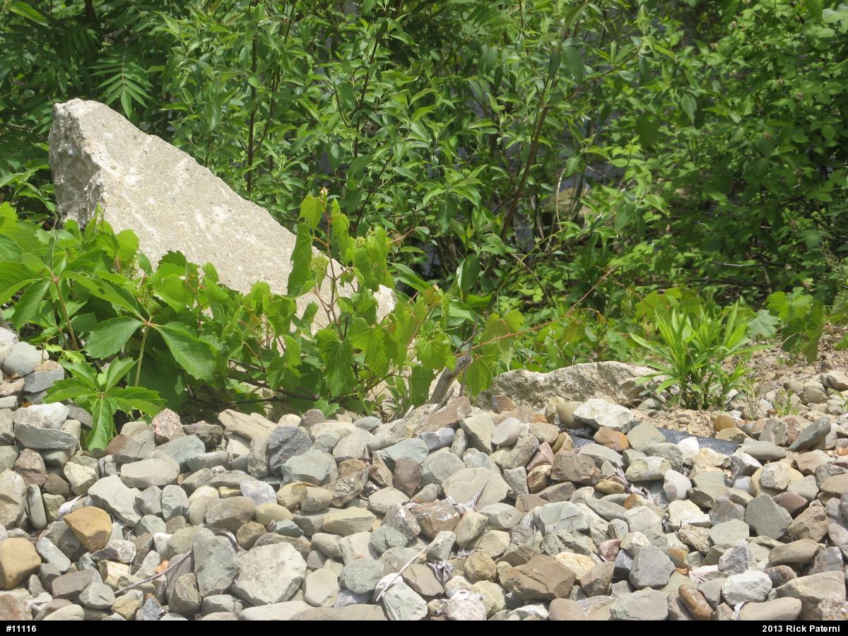 Eastern Gartersnake