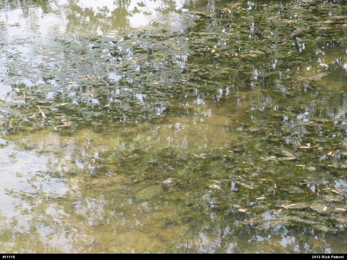 Snapping Turtle