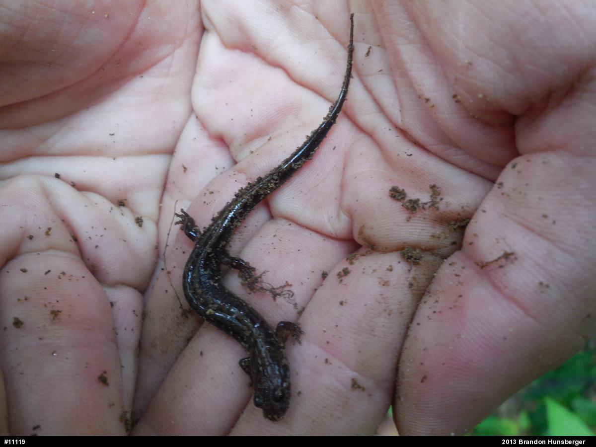 Allegheny Mountain Dusky Salamander