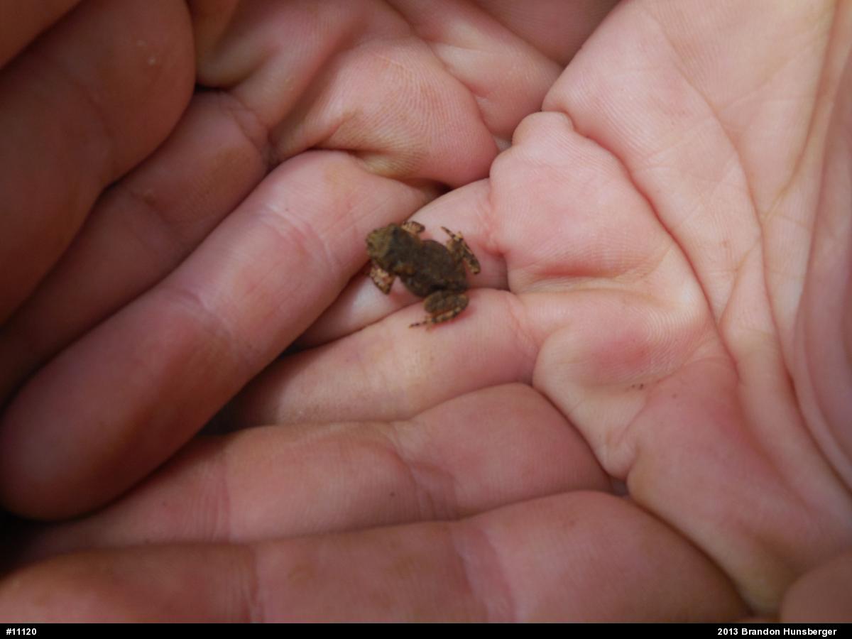 True Toads