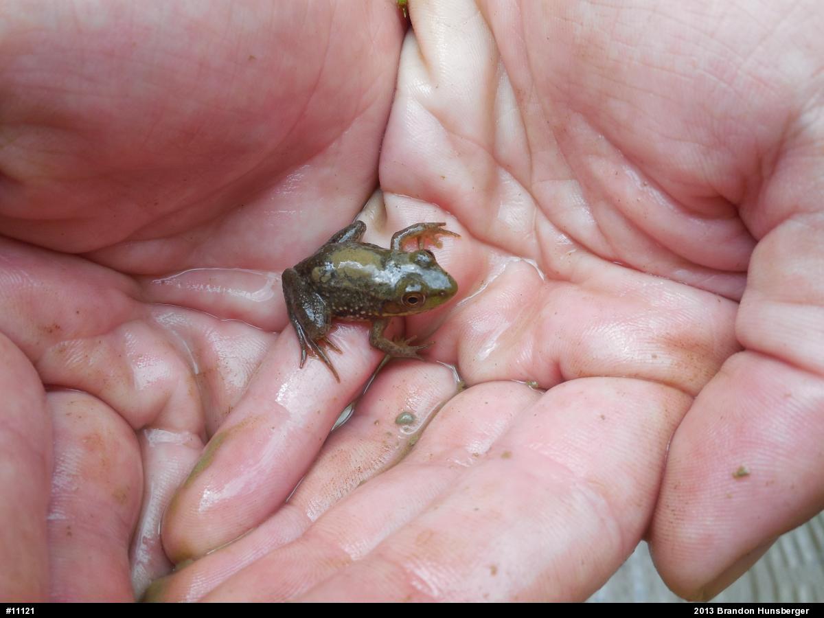 Green Frog