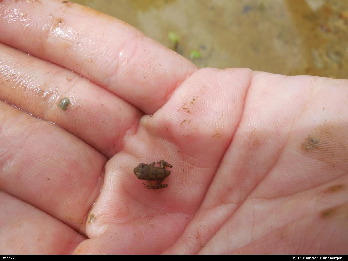 True Toads