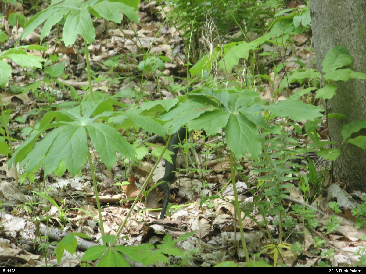Eastern Ratsnake