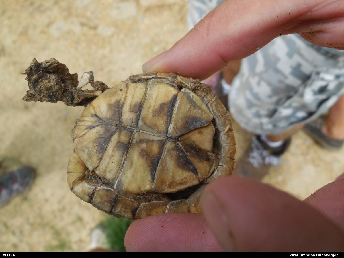 Eastern Box Turtle