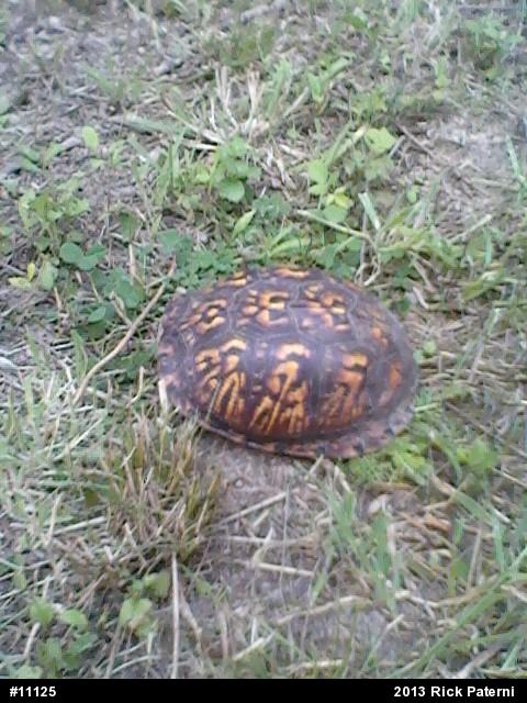 Eastern Box Turtle