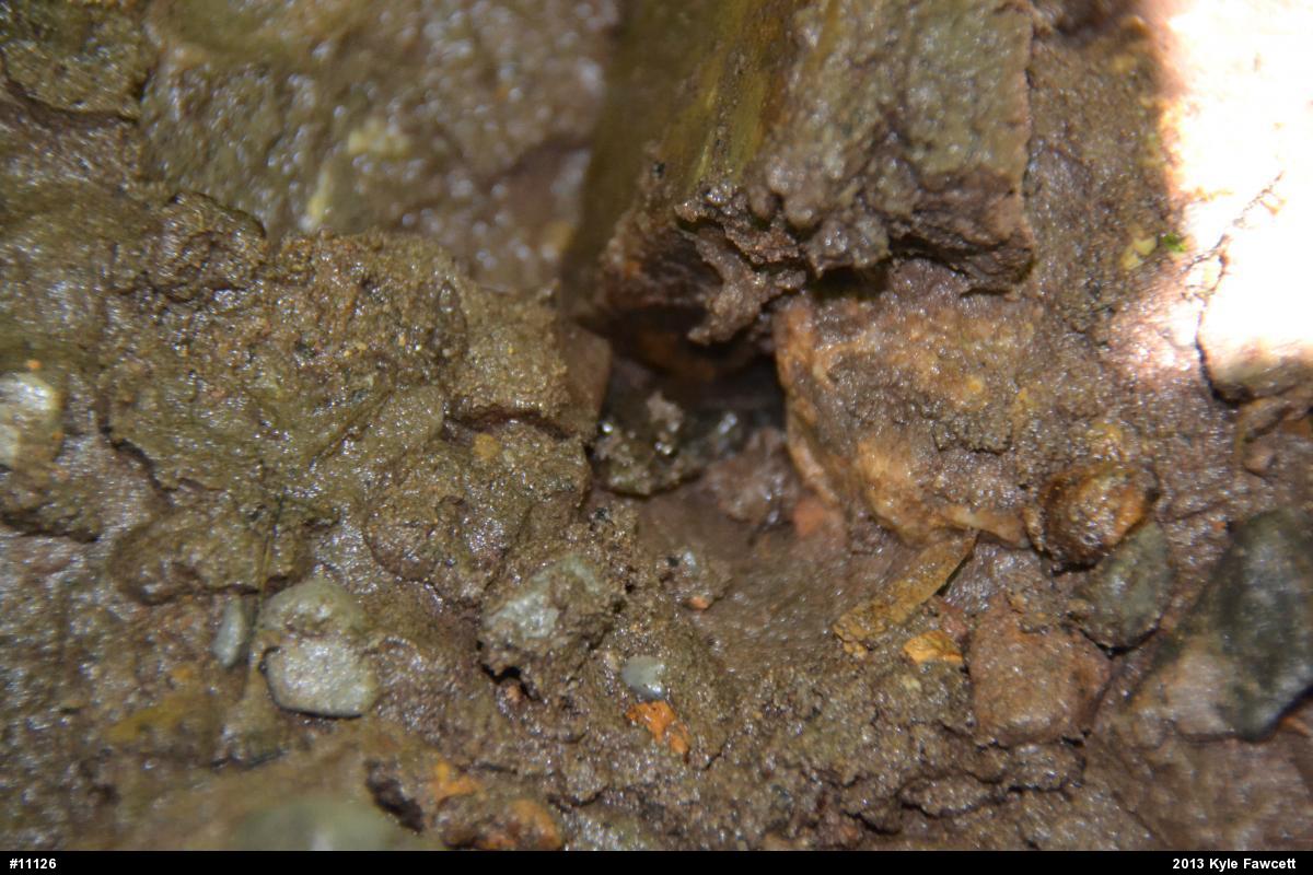 Northern Dusky Salamander