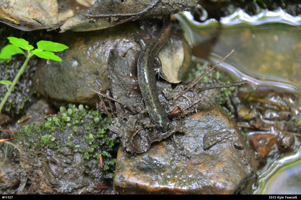 Northern Dusky Salamander