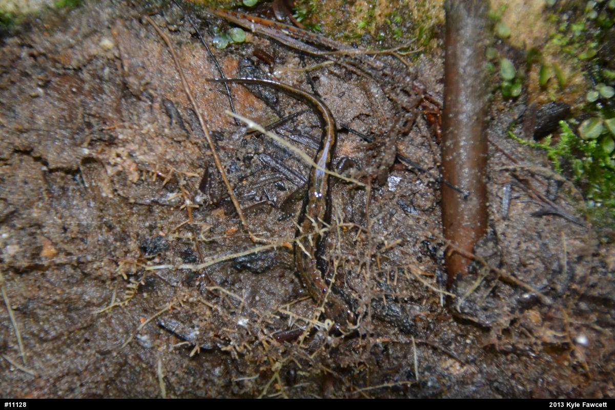 Northern Dusky Salamander