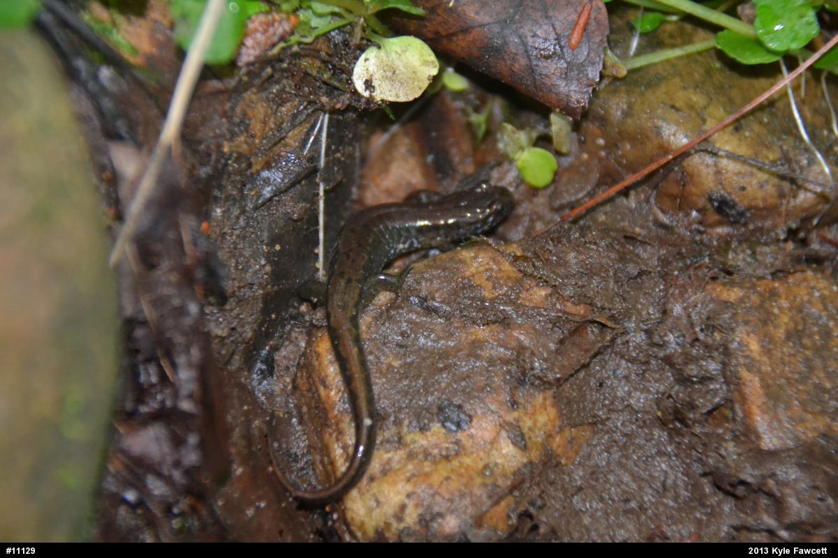 Northern Dusky Salamander