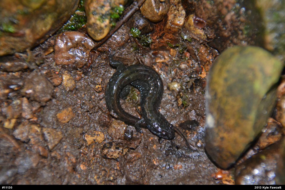 Northern Dusky Salamander