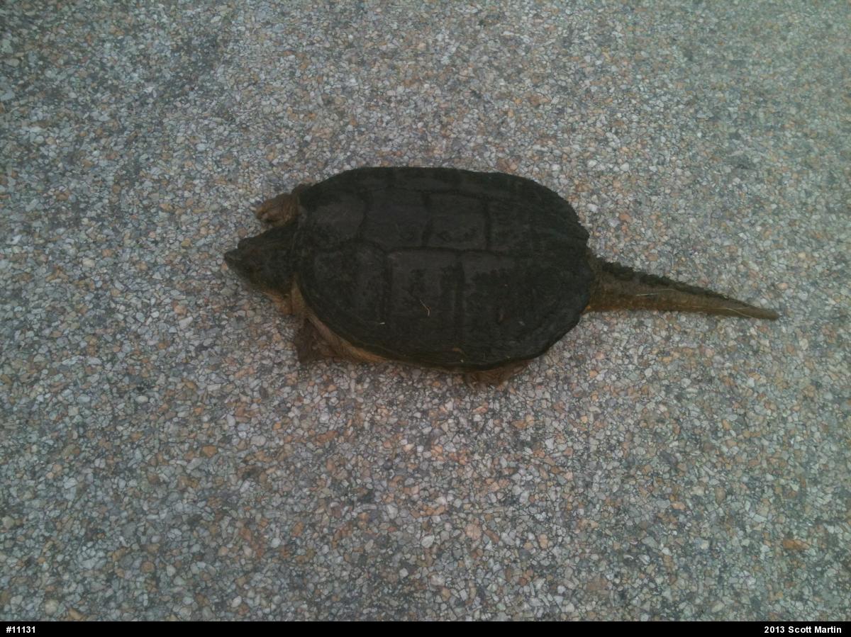 Snapping Turtle