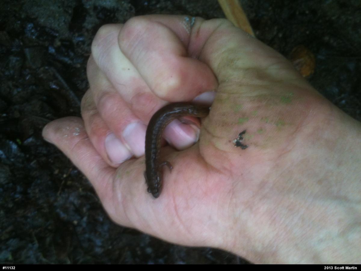 Northern Dusky Salamander