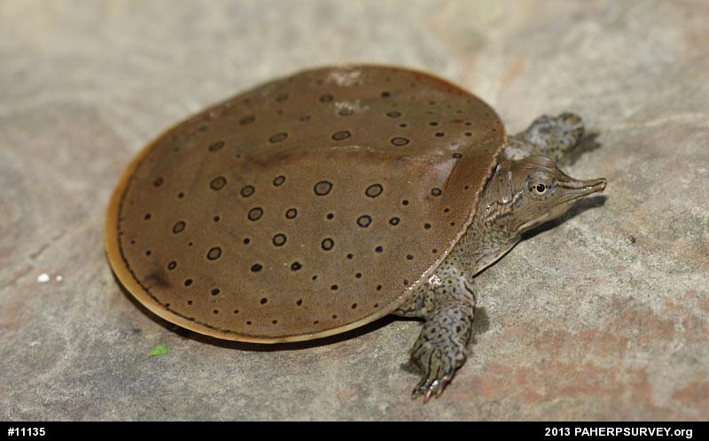 Eastern Spiny Softshell