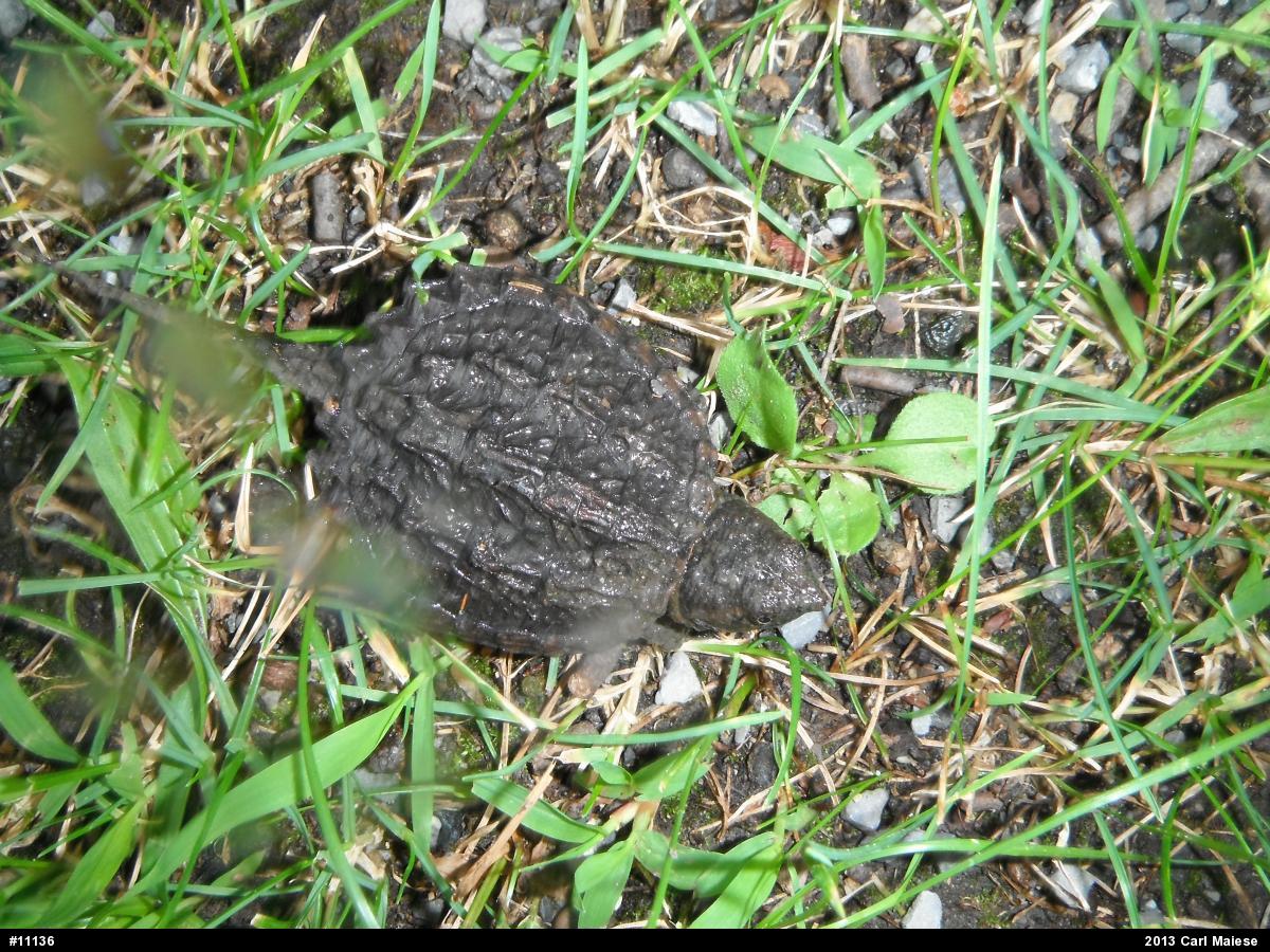 Snapping Turtle