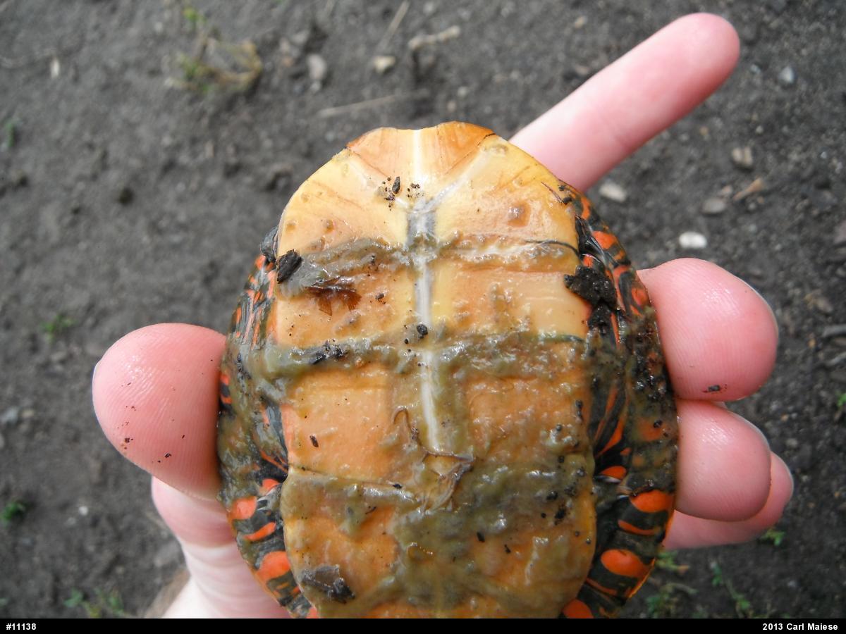 Eastern Painted Turtle