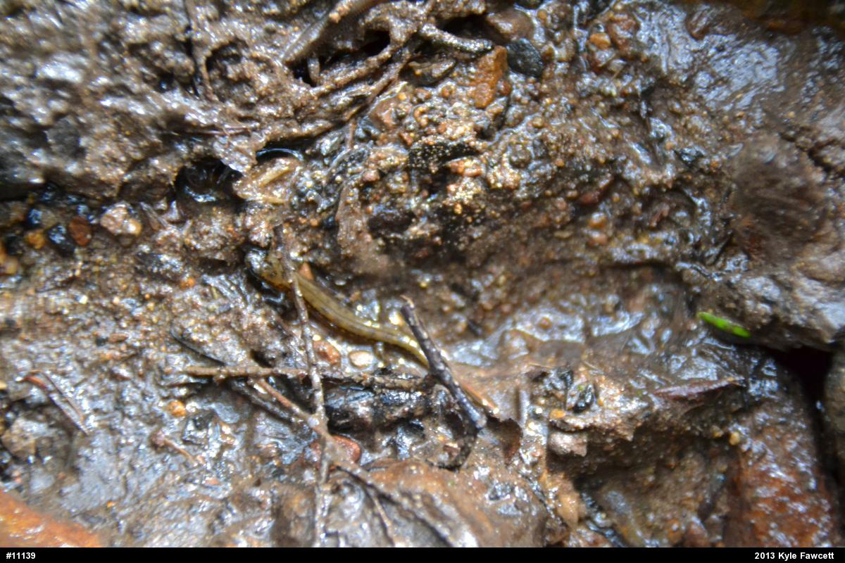 Northern Dusky Salamander