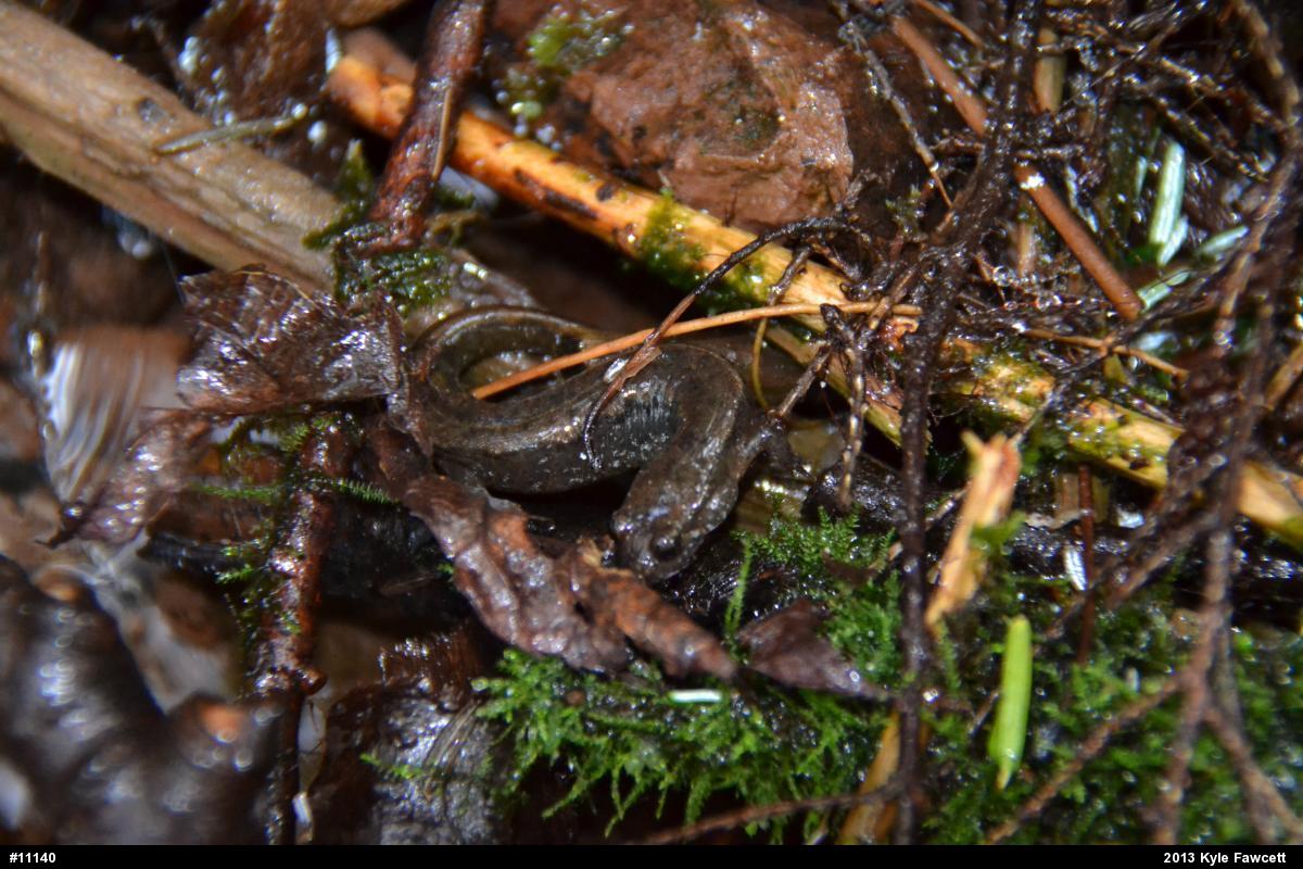 Northern Dusky Salamander